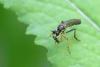 Dioctria sp.